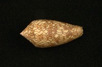 藏品(織錦芋螺)的圖片